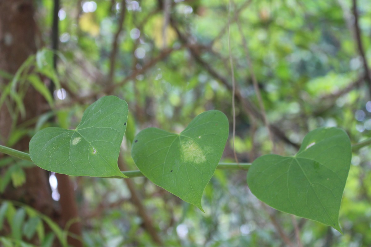 Tinospora